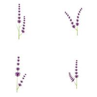 design piatto di vettore di logo di fiori di lavanda fresca