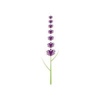 design piatto di vettore di logo di fiori di lavanda fresca