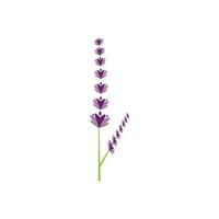 design piatto di vettore di logo di fiori di lavanda fresca