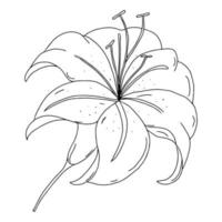 disegno del profilo del fiore del giglio. immagine in bianco e nero isolata su uno sfondo bianco. un fiore di giglio in fiore. fiori estivi da giardino. scarabocchi. vettore