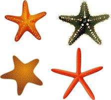 collezione di stelle marine oceaniche