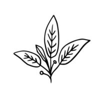 illustrazione botanica. felce, eucalipto, bosso. sfondo floreale vintage. elementi di design vettoriale. isolato. bianco e nero. vettore