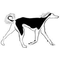 cane saluki isolato su sfondo bianco. vettore
