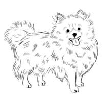 cane Pomerania isolato su sfondo bianco. vettore