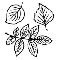 un insieme di foglie in un vettore isolato su uno sfondo bianco in stile doodle. foglie di frassino, mela e betulla.
