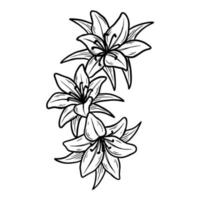 fiore disegnato a mano con foglie naturali isolato illustrazione botanica nera linea arte vettore