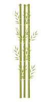 pianta cinese di bambù vettore