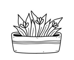 pianta d'appartamento carina con fiori in una pentola isolata su sfondo bianco. illustrazione disegnata a mano di vettore in stile doodle. perfetto per carte, decorazioni, logo.