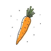 carota isolata su sfondo bianco. cibo sano biologico. illustrazione disegnata a mano di vettore in stile doodle. perfetto per carte, logo, decorazioni, ricette, disegni vari.