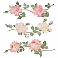 collezione devider del bouquet di fiori del ramo di rosa in fiore dell'acquerello vettore