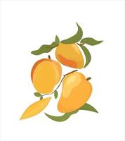 mango maturo, mango intero e tagliato a metà. illustrazione vettoriale disegnata a mano di mango di frutta dolce isolata su sfondo bianco. set di frutti gustosi luminosi con foglie.