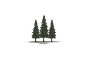 pino rustico sempreverde cedro cipresso larice conifera conifere abeti foresta logo design vector