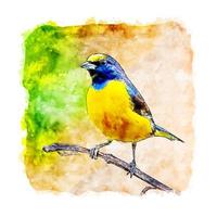 illustrazione disegnata a mano di schizzo dell'acquerello dell'animale dell'uccello giallo vettore