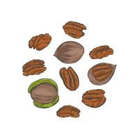 Schizzo di vettore disegnato a mano di noci pecan.