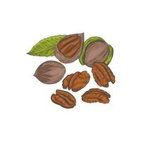 Schizzo di vettore disegnato a mano di noci pecan.