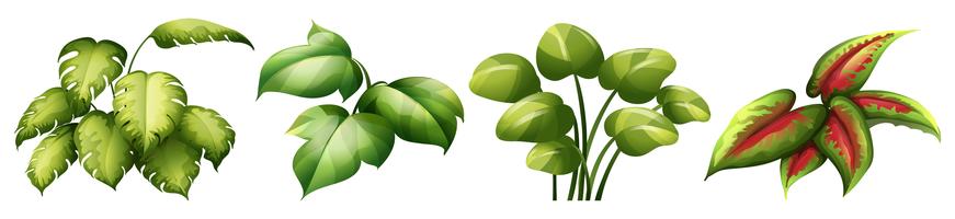 Set di foglie di pianta vettore
