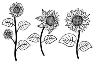 insieme dell'illustrazione disegnata a mano bella decorativa isolata del fiore del sole vettore