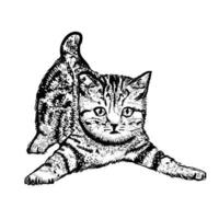 illustrazione del gatto su sfondo bianco vettore