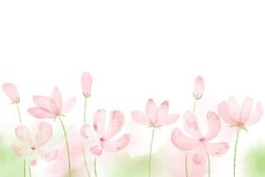 rosa in fiore acquerello cosmo campo sfondo con copia spazio eps10 vettori illustrazione