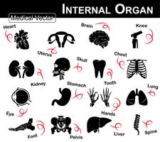 Icona dell&#39;organo interno (cuore, utero (utero), cervello, ginocchio, rene, cranio, collo, dente, torace, occhio, stomaco, mani, polmone, piede, bacino, fegato, colonna vertebrale) (icona medica e scientifica) vettore