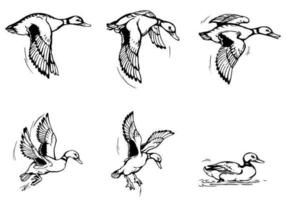 Pacchetto di pennarelli Flying Duck