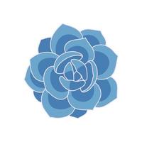 succulenta echeveria laui in stile cartone animato. illustrazione vettoriale pianta disegnata a mano. elemento isolato succulento blu su sfondo bianco.