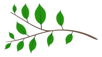 ramo di un albero con foglie verdi cartone animato isolato sfondo bianco vettore