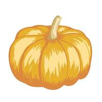 illustrazione vettoriale di zucca arancione. zucca di halloween autunnale, icona grafica vegetale o stampa, isolata su sfondo bianco.