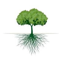 albero verde con foglie e radici. illustrazione del contorno vettoriale. pianta in giardino. vettore