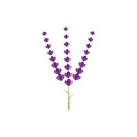 design piatto di vettore di logo di fiori di lavanda fresca