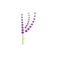 design piatto di vettore di logo di fiori di lavanda fresca