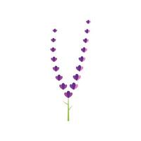 design piatto di vettore di logo di fiori di lavanda fresca