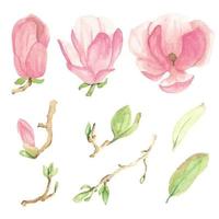 elementi di fiori e rami di magnolia in fiore rosa acquerello vettore