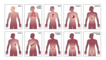 insieme di composizione degli organi umani interni vettore