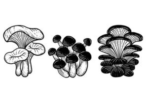 impostare l'illustrazione disegnata a mano del profilo incisa del cibo sano del fungo vettore