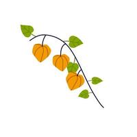 ramo di physalis. fiore d'arancio. pianta ornamentale. illustrazione del fumetto piatto. vettore