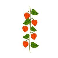 ramo di physalis. fiore d'arancio. pianta ornamentale. illustrazione del fumetto piatto vettore