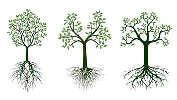 forma di albero con foglie e radici verdi. illustrazione del contorno vettoriale. pianta in giardino. vettore