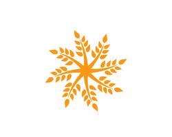 Modello di logo del grano di agricoltura, progettazione sana dell&#39;icona di vettore di logo di vita