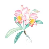 Pittura ad acquerello con orchidea 1 vettore