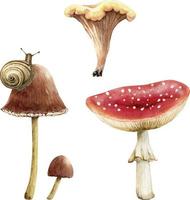 una serie di illustrazioni ad acquerello di funghi di bosco, dipinte a mano.