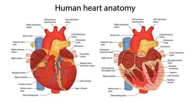 un'illustrazione disegnata a mano dell'anatomia del cuore umano con le parti principali indicate. illustrazione vettoriale in stile cartone animato