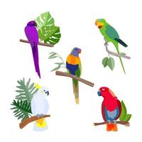 set di pappagalli tropicali luminosi. illustrazione del fumetto vettoriale isolata su sfondo bianco