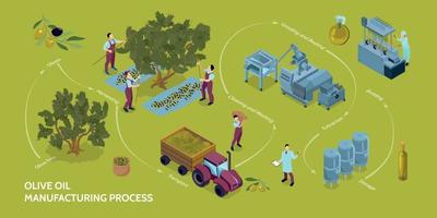 infografica sulla produzione di olio d'oliva vettore