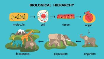 diagramma di flusso a colori della gerarchia biologica vettore