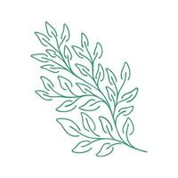 grazioso ramoscello verde. foglie di contorno. elemento isolato vettoriale. pianta da giardino. design estivo o primaverile vettore
