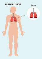 anatomia dell'organo polmonare umano. illustrazione vettoriale dei polmoni dell'organo umano isolati su sfondo bianco