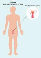 anatomia del sistema riproduttivo maschile isolato su sfondo bianco vettore