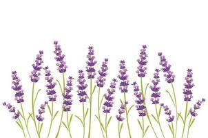 vettore fiore viola lavanda, relax e pace