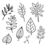 Elementi disegnati a mano botanici vettore